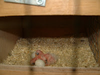 DSCF0014.JPG