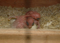 DSCF0021.JPG