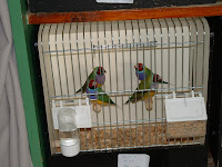 DSCF0229.JPG