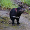 Tasmanian Devil