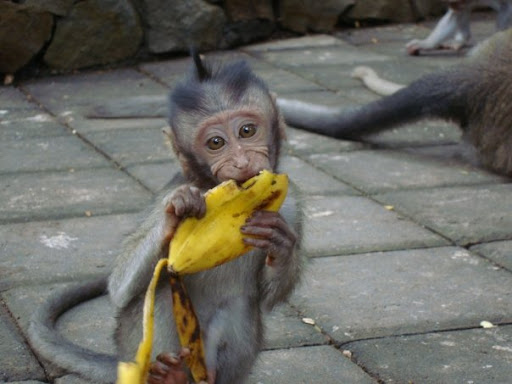 monkey, baby monkey, monkey tshirt