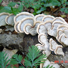 Turkey Tail Fungus