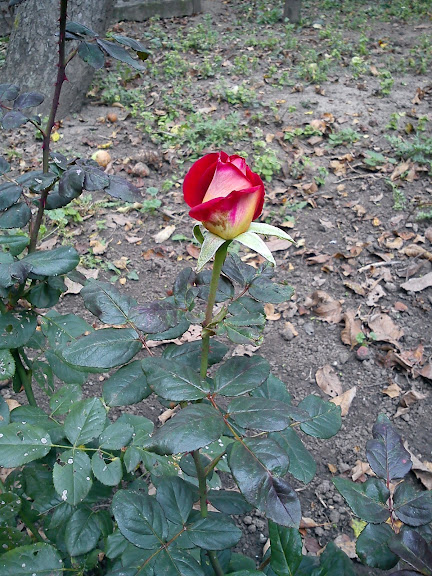 [Зображення: DSC00016.JPG]