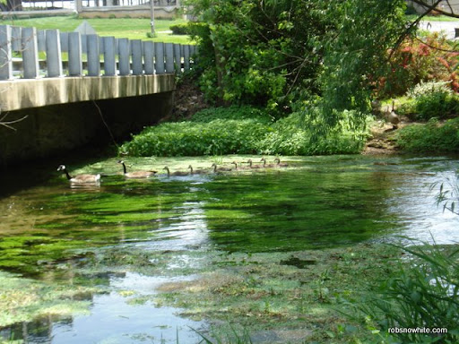 spring creek