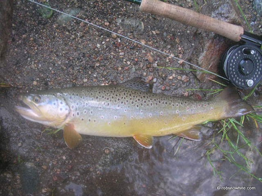 colorado brown trout