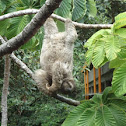 Three-Toed Sloth