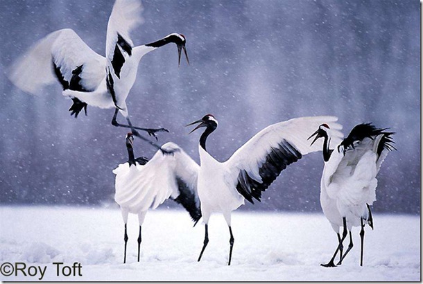 japanese_cranes