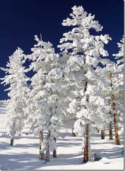 Snow-Clad-Trees-thumb