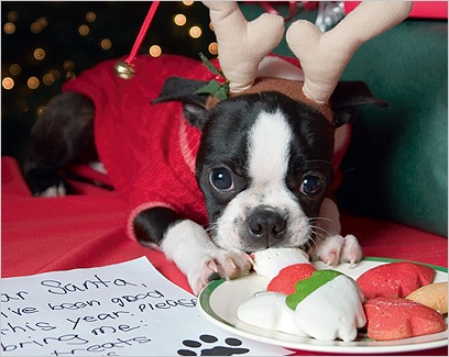 [canine8[3].jpg]