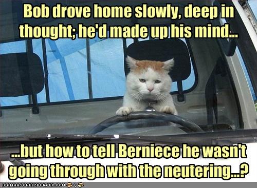[funny-pictures-cat-does-not-want-to-get-neutered[3].jpg]