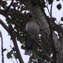 Mourning Dove