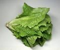 [lettuce[5].jpg]