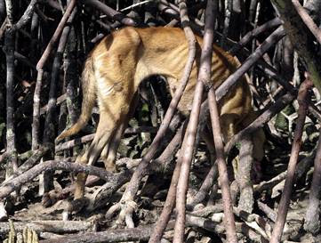 090507-castaway-dogs-hmed-3a_hmedium.jpg