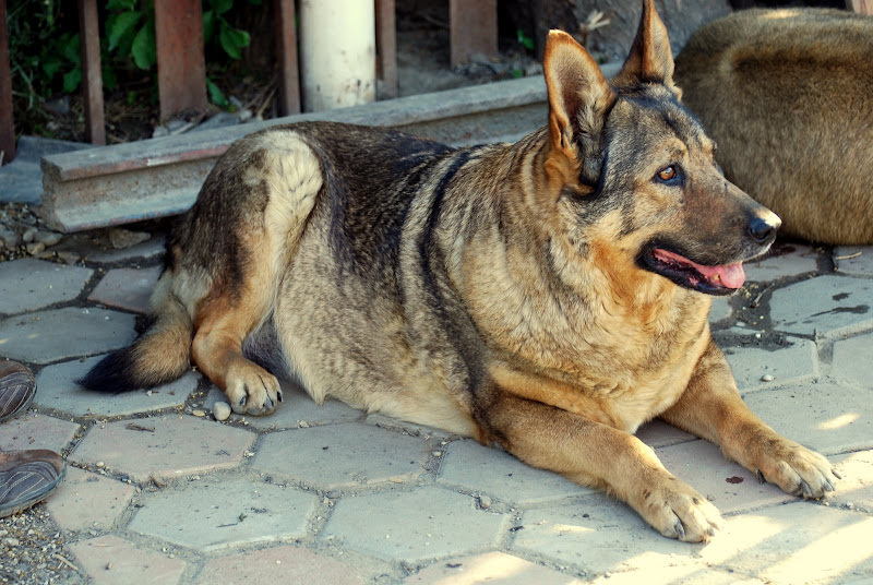My Dog Eats But Is Not Gaining Weight My Dog Eats But Is Not Gaining Weight