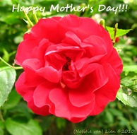 happy mothers day roos happy mothers day roos