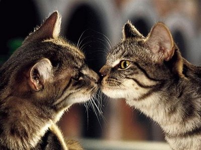 [beso de gatos (15)[2].jpg]