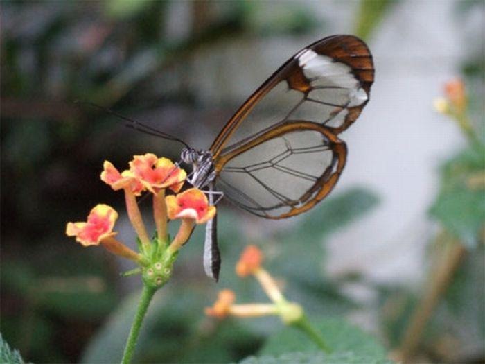 [mariposa transparente blogdeimagenes-com (4)[4].jpg]