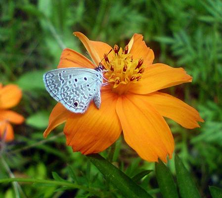 bloem en vlinder
