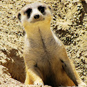 Meerkat