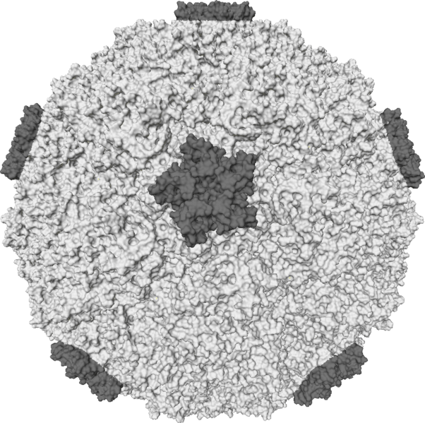 602px-Rhinovirus.PNG