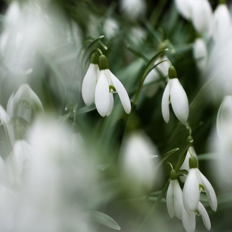 [snowdrops[15].jpg]
