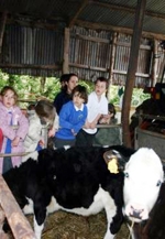 observing the cows