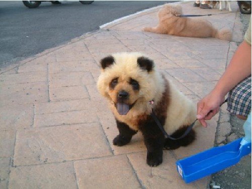 a panda dog