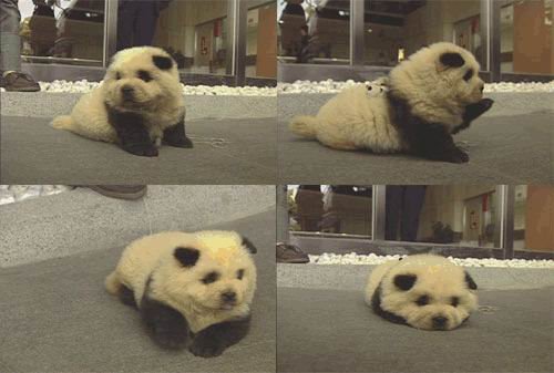 it's a dog