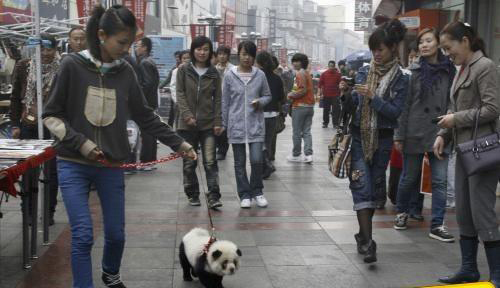 walk a panda