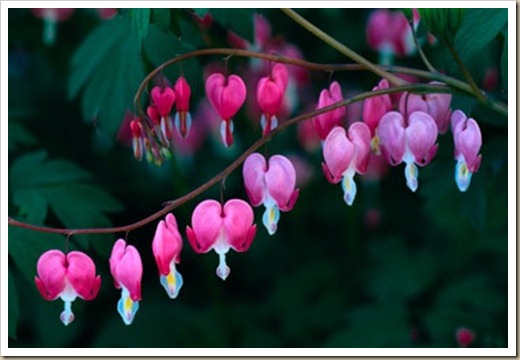 dicentra 4