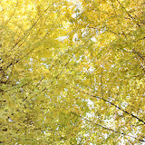 20091121