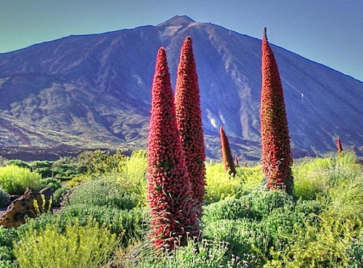 ENVIO DE FLOR EN TENERIFE envio de flor en tenerife: