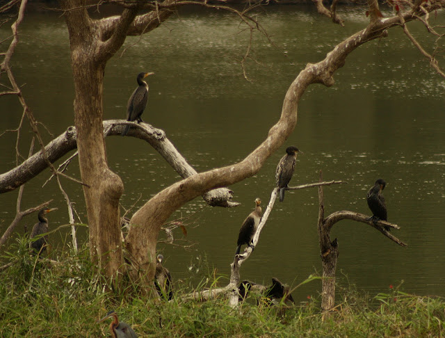 Cormorants