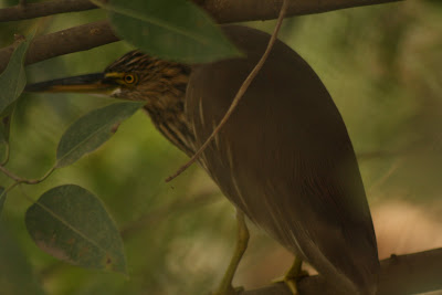 Pond Heron hiding from camera