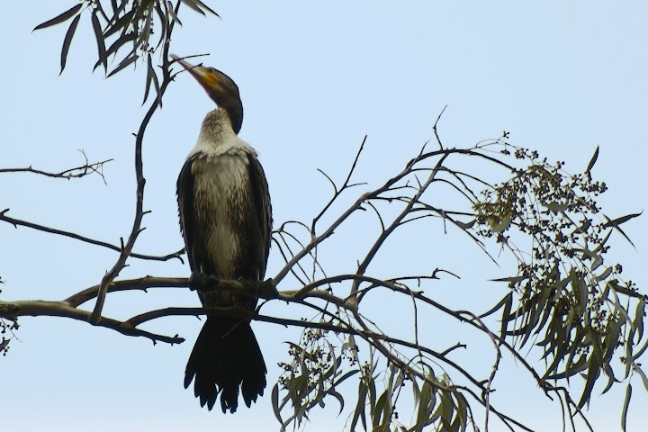 White Breasted Cormorant White Breasted Cormorant