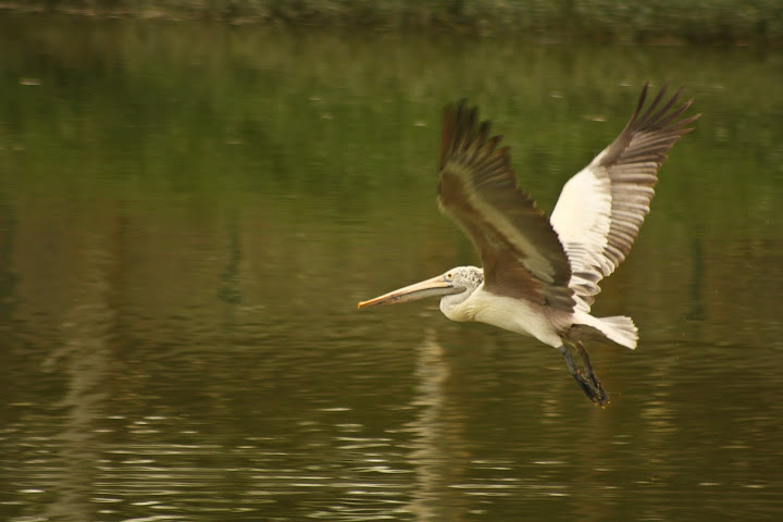 Spot Billed Pelican Spot Billed Pelican