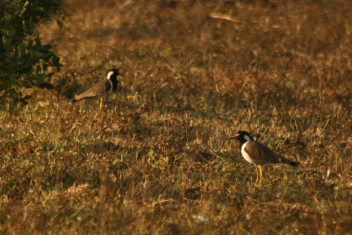 Red Wattled Lapwing