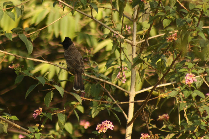 Red Vented Bulbul