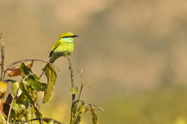 Green Bee Eater