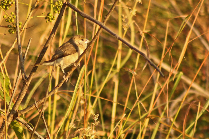 Juvenile Black-Headed Munia