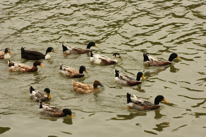 Lalbagh Lake with ducks