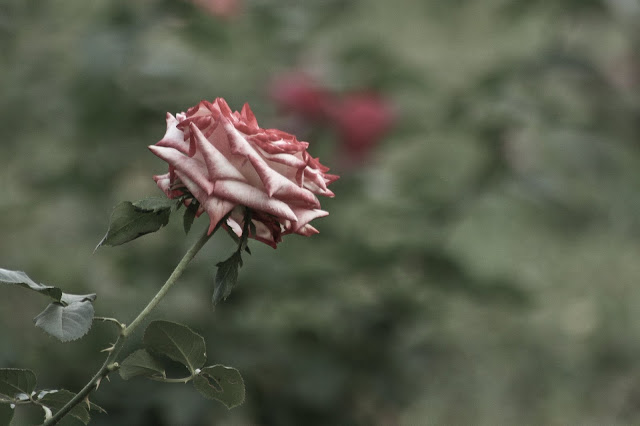 White-Red Rose White-Red Rose