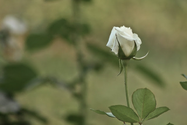 White Rose White Rose