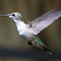 Ruby Throated Hummingbird (Female)