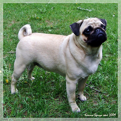 mops
