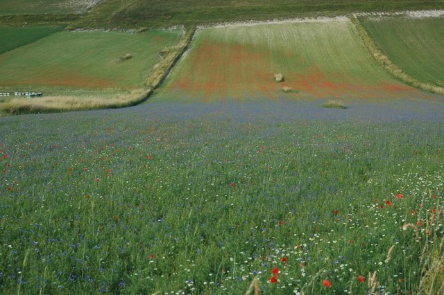 [Castelluccio 1[2].jpg]