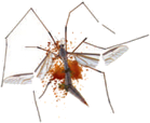 Crane fly (flattened) Crane fly (flattened)