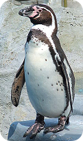 Humboldt penguin