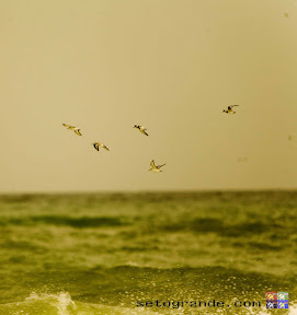 pajaros enjaulaods de surf en fuengirola