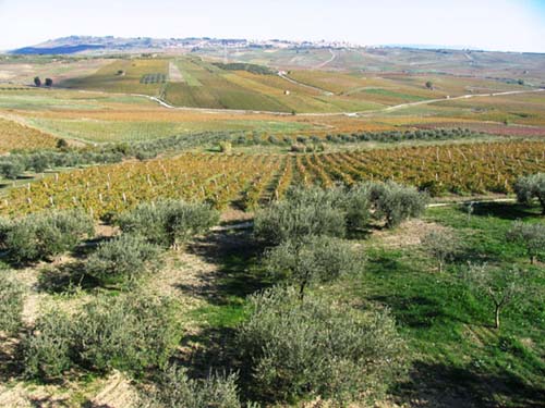 Olivenbaeume in Sizilien